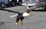 Thumbnail Bald Eagle Coming In For A Landing #1 Thumbnail Bald Eagle Coming In For A Landing #1