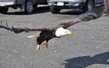 Thumbnail Bald Eagle Coming In For A Landing #2 Thumbnail Bald Eagle Coming In For A Landing #2