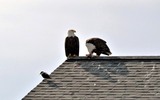 Thumbnail 2 Bald Eagles Thumbnail 2 Bald Eagles