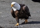 Thumbnail Bald Eagle Out For A Stroll Thumbnail Bald Eagle Out For A Stroll