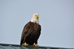 Thumbnail Stunning Bald Eagle Thumbnail Stunning Bald Eagle