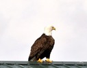 Thumbnail The Stunning Bald Eagle Keeping Watch Thumbnail The Stunning Bald Eagle Keeping Watch
