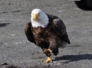 Thumbnail Bald Eagle Out For A Stroll Thumbnail Bald Eagle Out For A Stroll