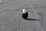 Thumbnail What? Bald Eagle Thumbnail What? Bald Eagle