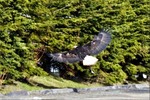 Thumbnail Take Off Bald Eagle Thumbnail Take Off Bald Eagle