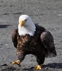 Thumbnail Bald Eagle Out For A Stroll Thumbnail Bald Eagle Out For A Stroll