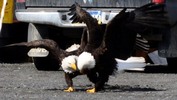 Thumbnail Bald Eagles Love Dance Thumbnail Bald Eagles Love Dance