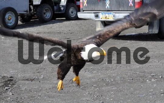 Product picture Bald Eagle Coming In For A Landing #1