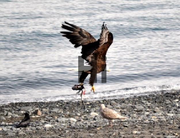 Product picture Bald Eagle In Flight 