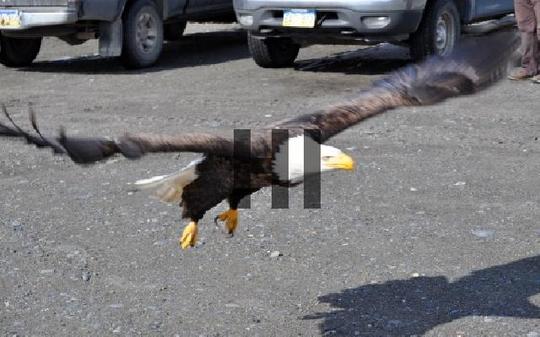 Product picture Bald Eagle Coming In For A Landing #2