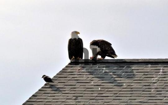 Product picture 2 Bald Eagles
