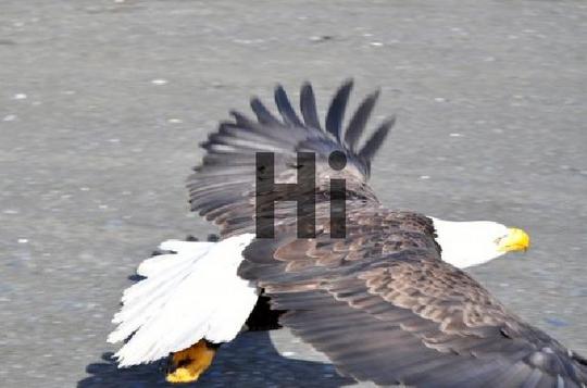 Product picture Bald Eagle Coming In For A Landing #4