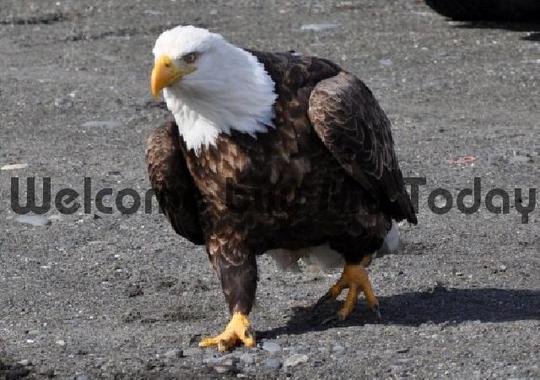 Product picture Bald Eagle Out For A Stroll