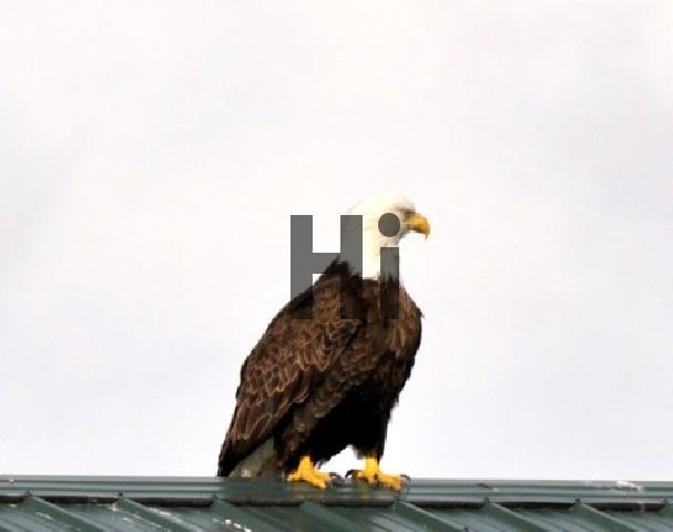 Product picture The Stunning Bald Eagle Keeping Watch