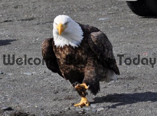 Product picture Bald Eagle Out For A Stroll 