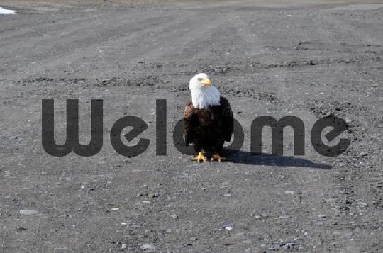 Product picture What? Bald Eagle
