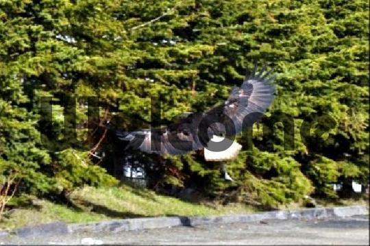 Product picture Take Off Bald Eagle