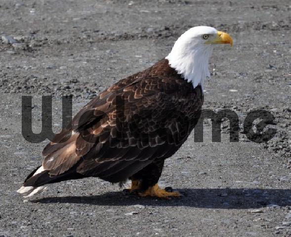 Product picture Pretty Bird Bald Eagale
