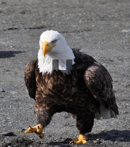 Product picture Bald Eagle Out For A Stroll