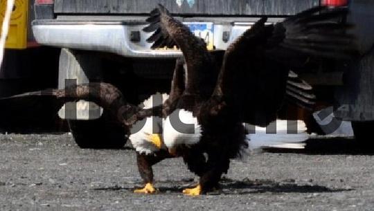 Product picture Bald Eagles Love Dance